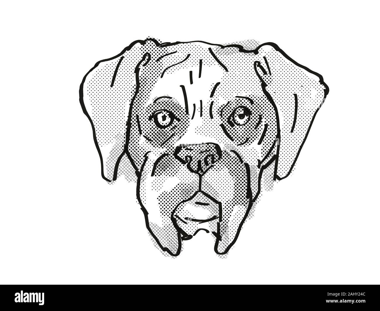 Estilo de dibujos animados Retro el dibujo de la cabeza de un perro Boxer ,  un perro doméstico o de raza canina sobre fondo blanco aislado realizado en  blanco y negro Fotografía