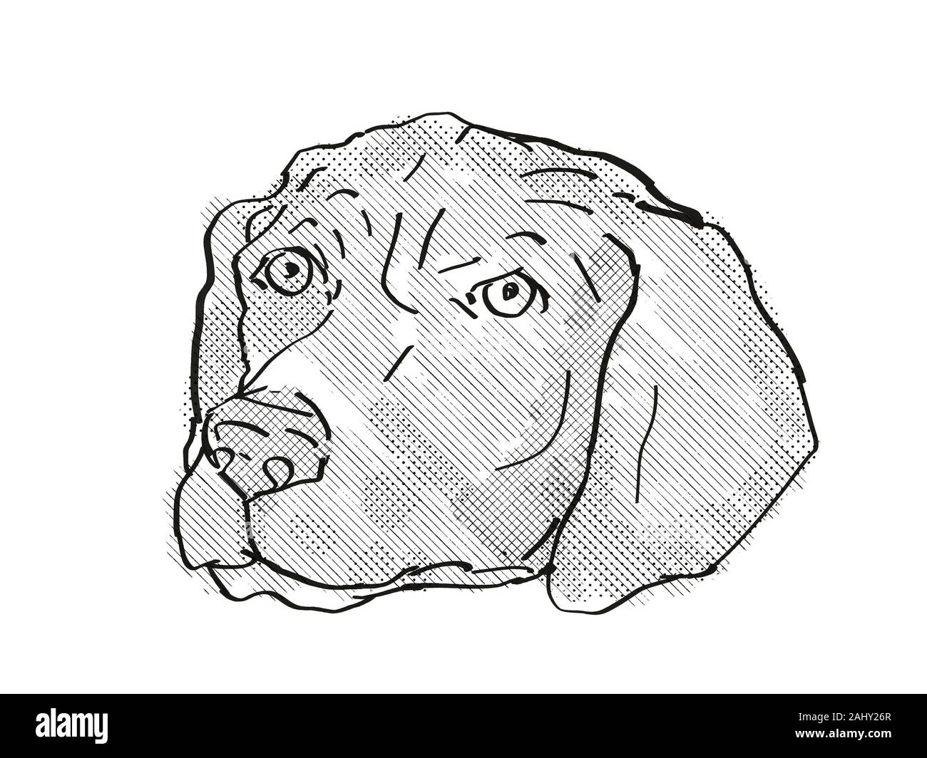 Estilo de dibujos animados Retro el dibujo de la cabeza de un Braco Alemán,  un perro doméstico o de raza canina sobre fondo blanco aislado realizado en  negro y Fotografía de stock -