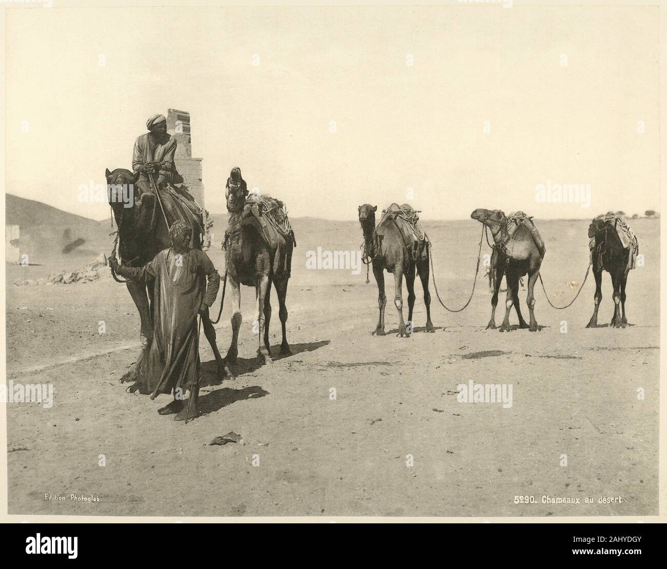 Los camellos en el desierto. Schroeder & Cie (Impresora) Edición Photoglob (editor). La vida y los paisajes de Egipto: estudios en heliotypies extrae de Foto de stock