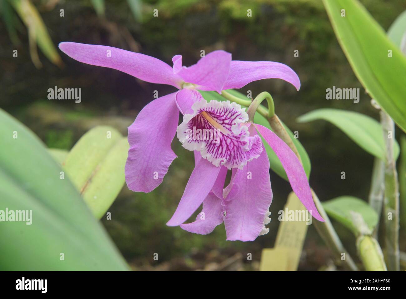 Bellas orquídeas en el Jardín Botánico de Quito, Quito, Ecuador Fotografía  de stock - Alamy