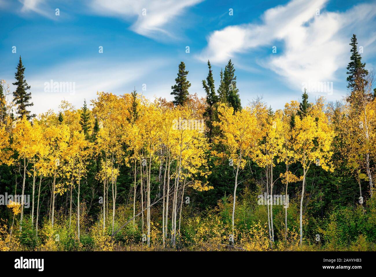 Aspen en colores de otoño parques la autopista Alaska, EE.UU. Foto de stock