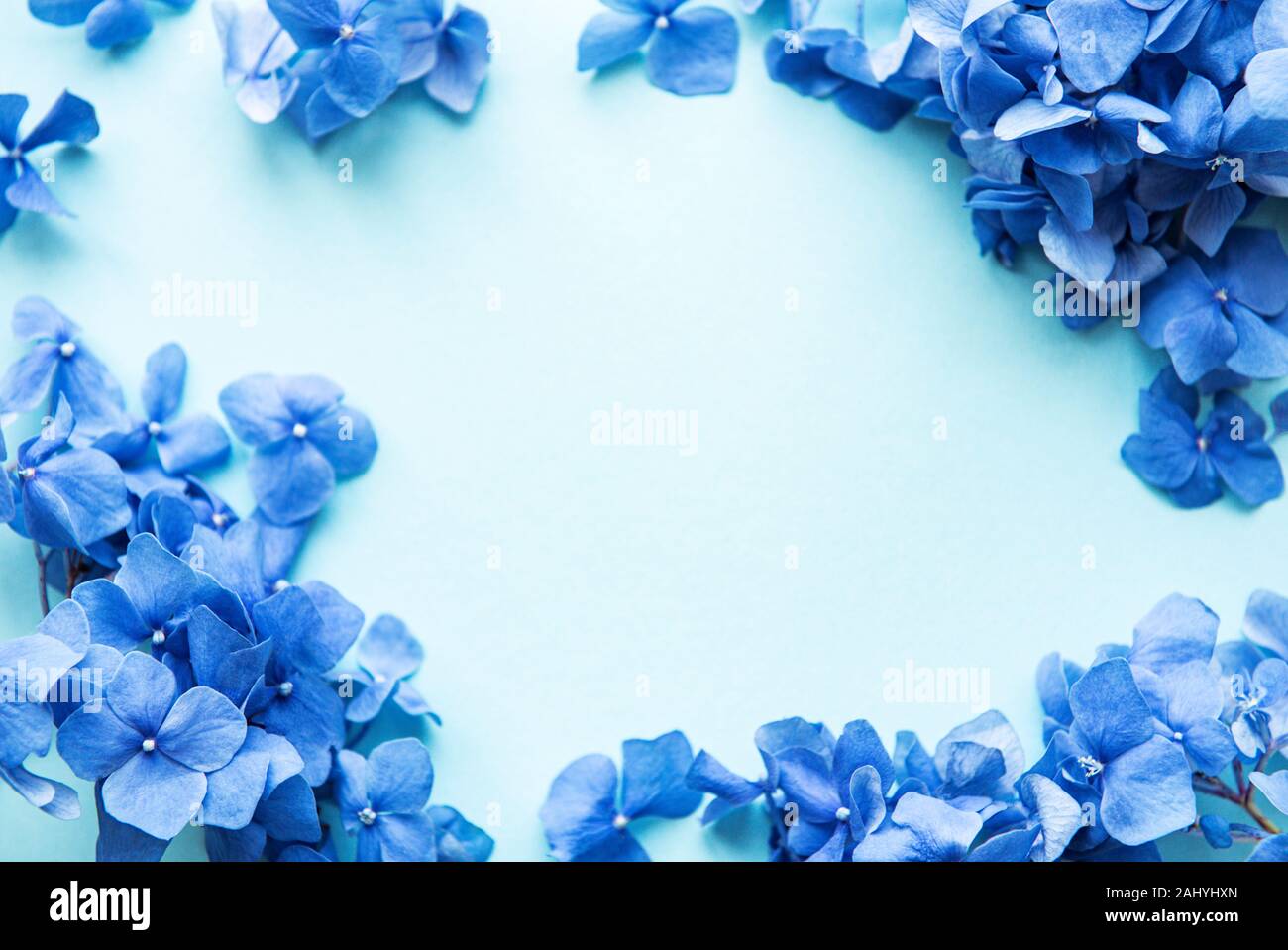 Hydrangea flores azules sobre fondo azul pastel. Borde floral. Sentar  planas Fotografía de stock - Alamy