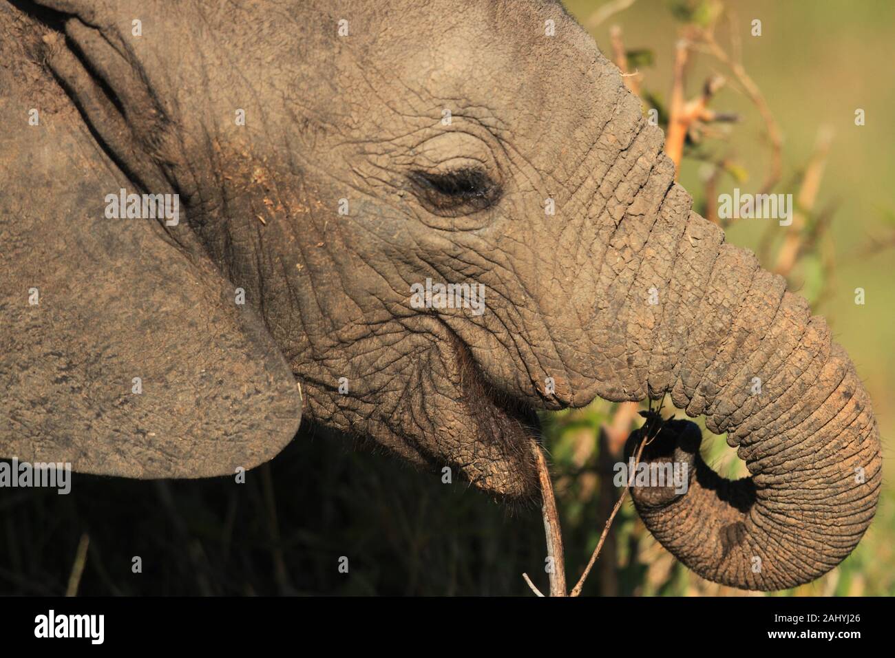 Los elefantes son herbívoros y navegadores. Este joven elefante es quitar  la hierba tiernos retoños con su tronco, Reserva Nacional de Masai Mara,  Kenya Fotografía de stock - Alamy