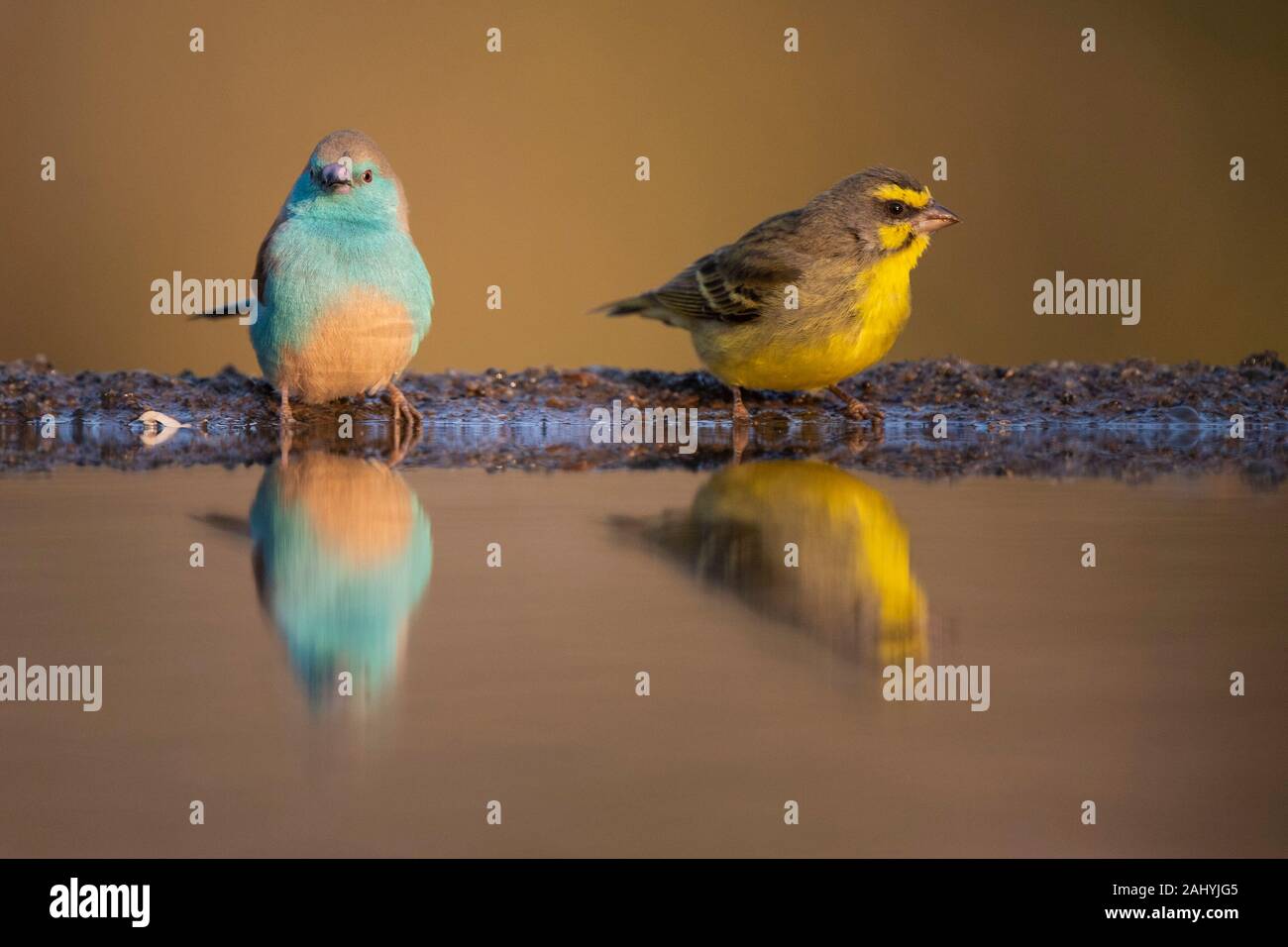 De fachada amarillo canario, Crithagra mozambica y azul, waxbill Zimanga Uraeginthus angolensis, Reserva de Caza, Sudáfrica Foto de stock