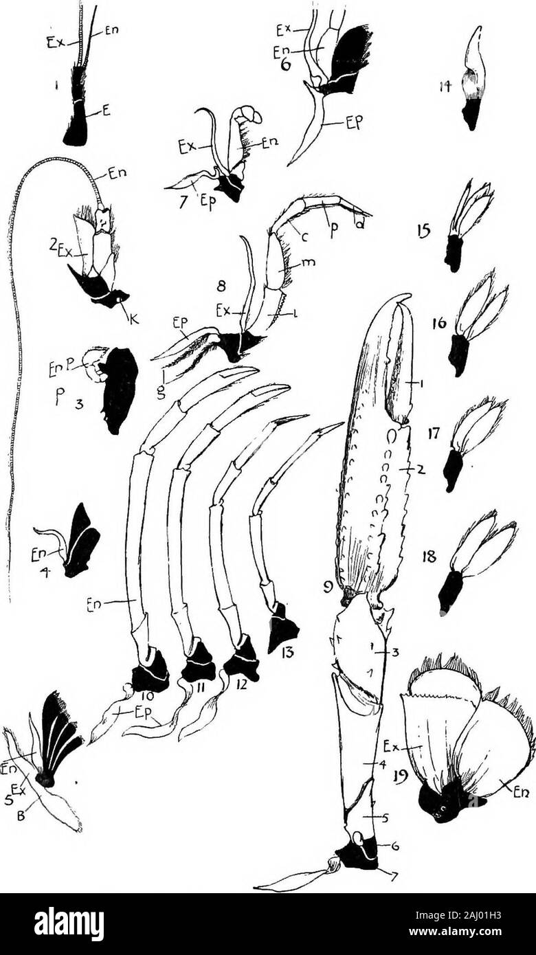 Contornos de zoología . exopodite. 6 ist Maxillipedes ? Protopodite delgado, pequeño cuarto- (pie-mandíbulas). dopodite, grandes exopodite. 7 2º Maxillipedes. ? Dos - protopodite articulados,5 - exopodite endopodite articulados,largo. 8 3ª Maxillipedes. Dos masticatorio - protopodite articulados,cinco grandes articulaciones endopo- dite con fuertes dientes en t^ su estilizada ischiopodite exopodite 0=0. Quelato de fórceps (H 9). Los combates, el agarrotamiento. No exopodite. En la última articulación clawthe contra 10 picaduras en las piernas (caminar quelatar). Caminar. una prolongación de elsegundo en último lugar. II infemale apertura genital. Sin chelas 12 .". 3 jj op Genital Foto de stock