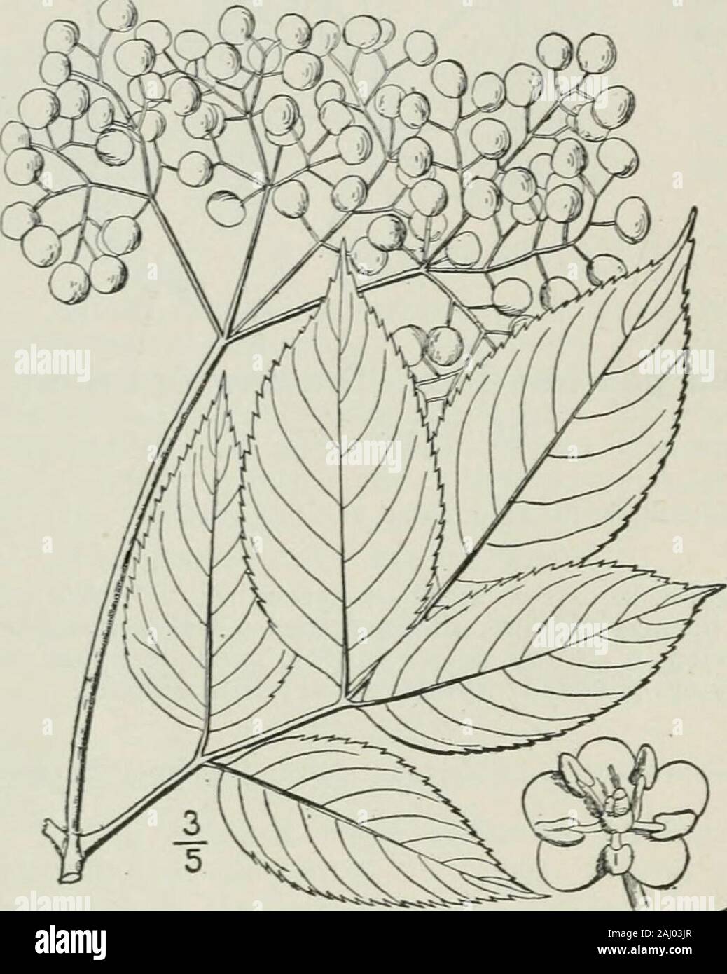 Un ilustrado de la flora del norte de Estados Unidos, Canadá y las posesiones británicas : desde Terranova hasta el paralelo de la frontera sur de Virginia y desde el océano Atlántico hacia el oeste hasta el meridiano 102° . Sp. PI. 270. 1753. 5. pubcits Michx. Fl. En Bor. Am. i: 181. 1803. Un arbusto, 2°-i2° alta, las ramitas y leavescommonly pubescentes; tallos leñosos theyounger, con cáscara de color marrón rojizo. LeafletsS-j, ovado-lanceoladas u ovales, acuminadas enla apex, a menudo reducido y generalmente en equilátero en la base, 2-s largo, no stipel-tarde, bruscamente; las cimas thyrsoid serrate, longerthan amplio; flores WH Foto de stock