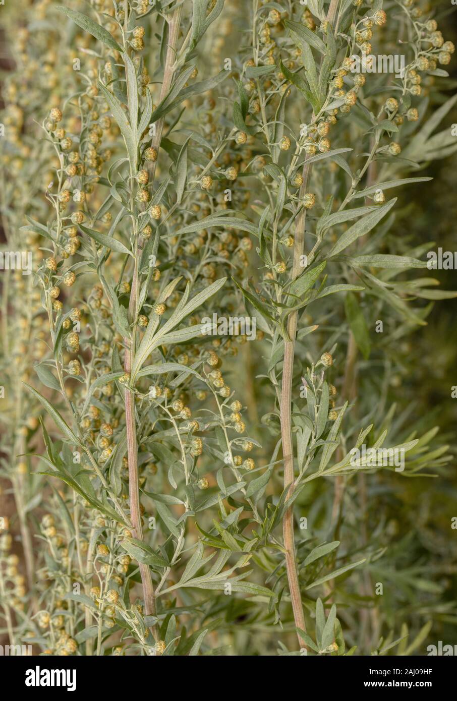 Ajenjo, Artemisia absinthium, en flor. Plantas medicinales y ornamentales. Foto de stock