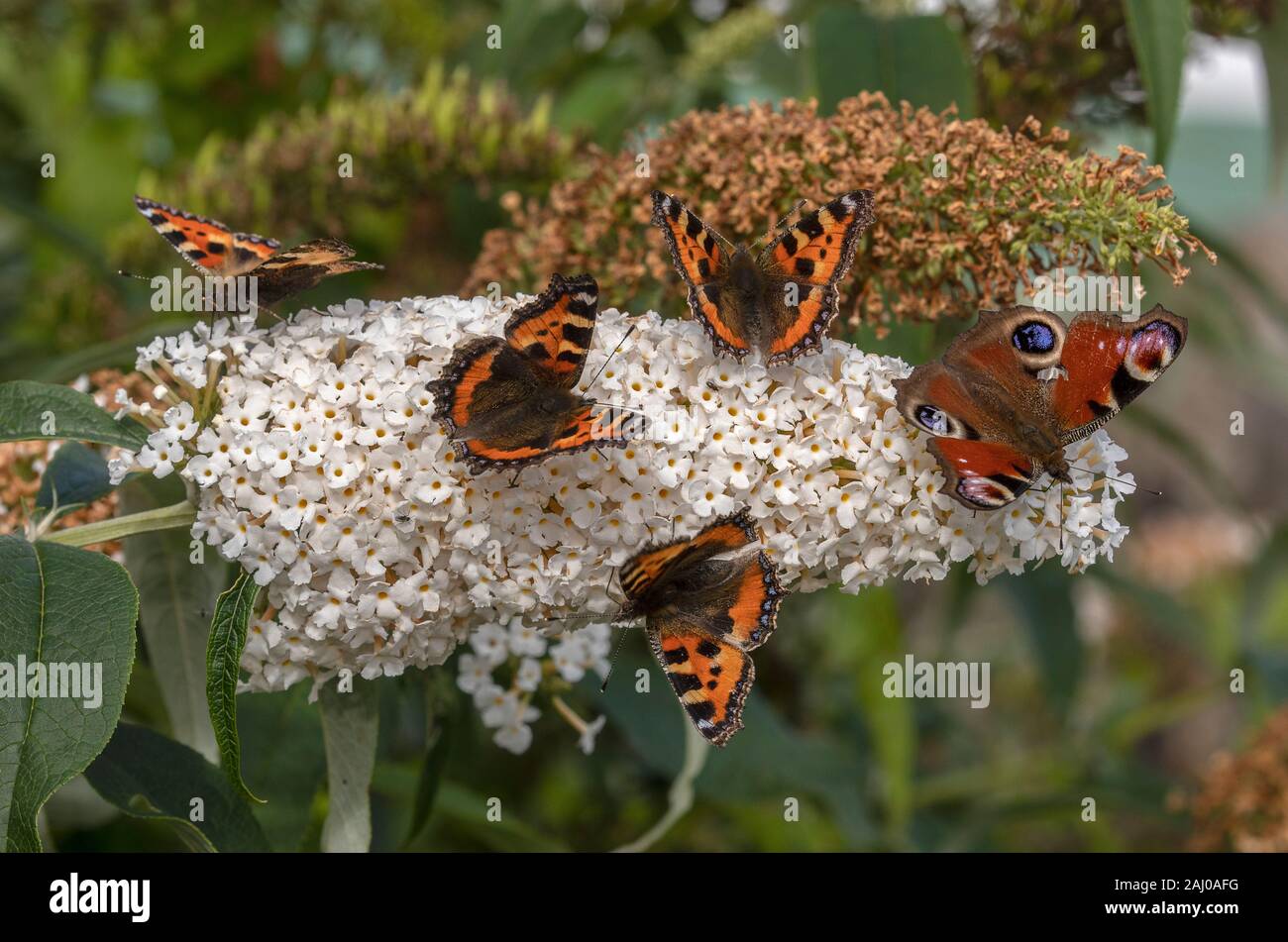 Buddleia blanco, con masas de mariposas en: pequeñas tortoiseshells, Aglais urticae, y Peacock Aglais io. Foto de stock