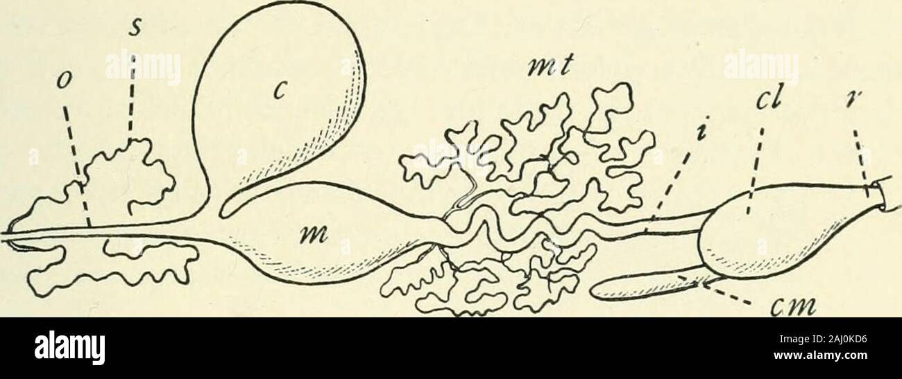 La Entomología : con especial referencia a sus aspectos biológicos y  económicos . El sistema digestivo ofMyrmcleon larva. c,ciego; CR, la  cosecha; m, midintestine; mt, Malpighiantubes; s, spinneret.-Después de  Meinert. Anatomía y