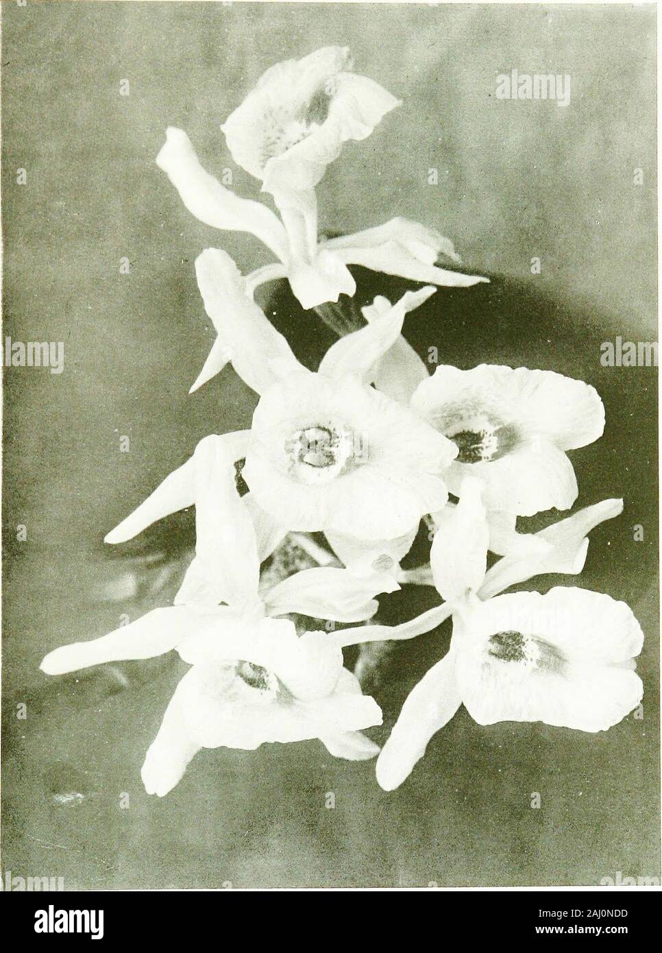 Las orquídeas para todos . Las ong como los tallos.Las flores son 