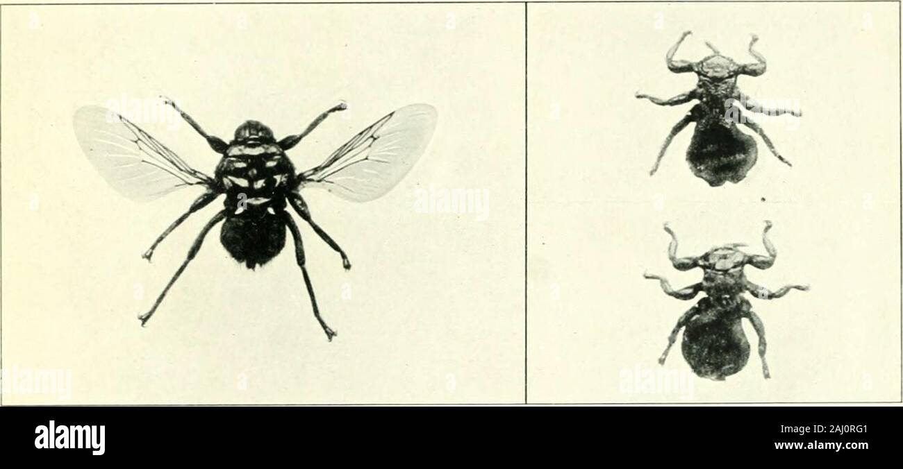 Insectos : sus historias de vida y hábitos . Groat Ox Gad-fly [Tabanua magnifiei bovinus):1 grúa-mosca o Daddy-Long][Tipula oh raci a). Bosque-fly (Hippobosca equina) : magnificada ovejas-tick o pidió (Melo-phagus ovinus) : magnificados Foto de stock