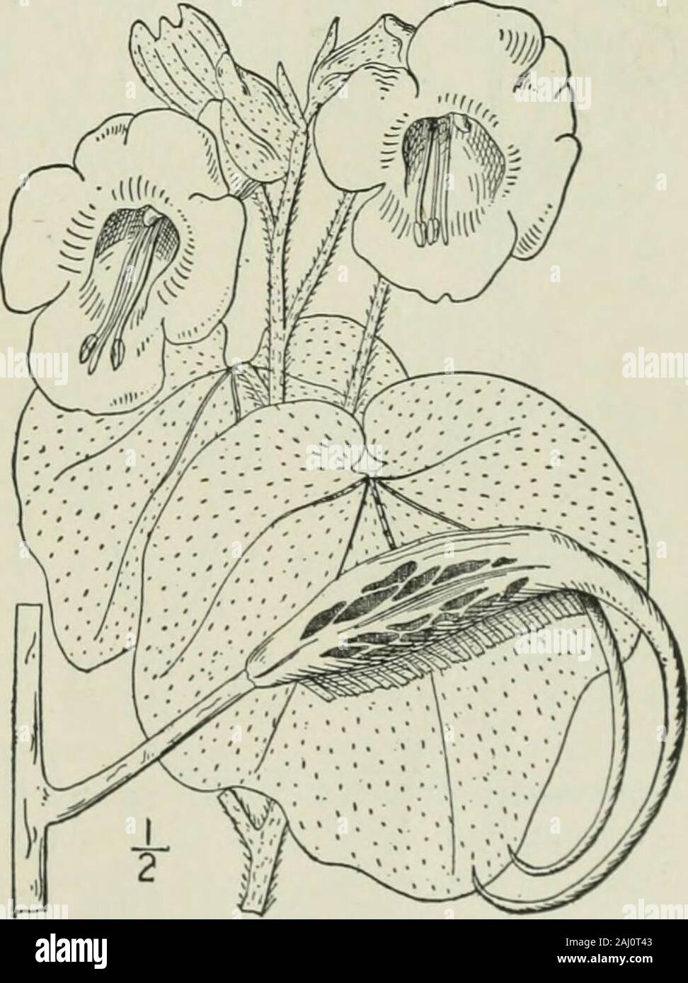 Un ilustrado de la flora del norte de Estados Unidos, Canadá y las posesiones británicas : desde Terranova hasta el paralelo de la frontera sur de Virginia y desde el océano Atlántico hacia el oeste hasta el meridiano 102. ower lateral; racimos de flores varios;pedicelos delgados; corola blanquecina o amarillenta, moteadas de púrpura o amarillo dentro, ii-2 long,la extremidad casi tan amplia, los lóbulos obtusos; sta-mens todos antera-rodamiento; fruto fuertemente curvado.4-6 largo cuando está maduro, el pico más de lacuerpo, dividido en 2 seg-mentos elásticamente divergentes, el endocarpo sideonly crested en el bajo. En wast Foto de stock