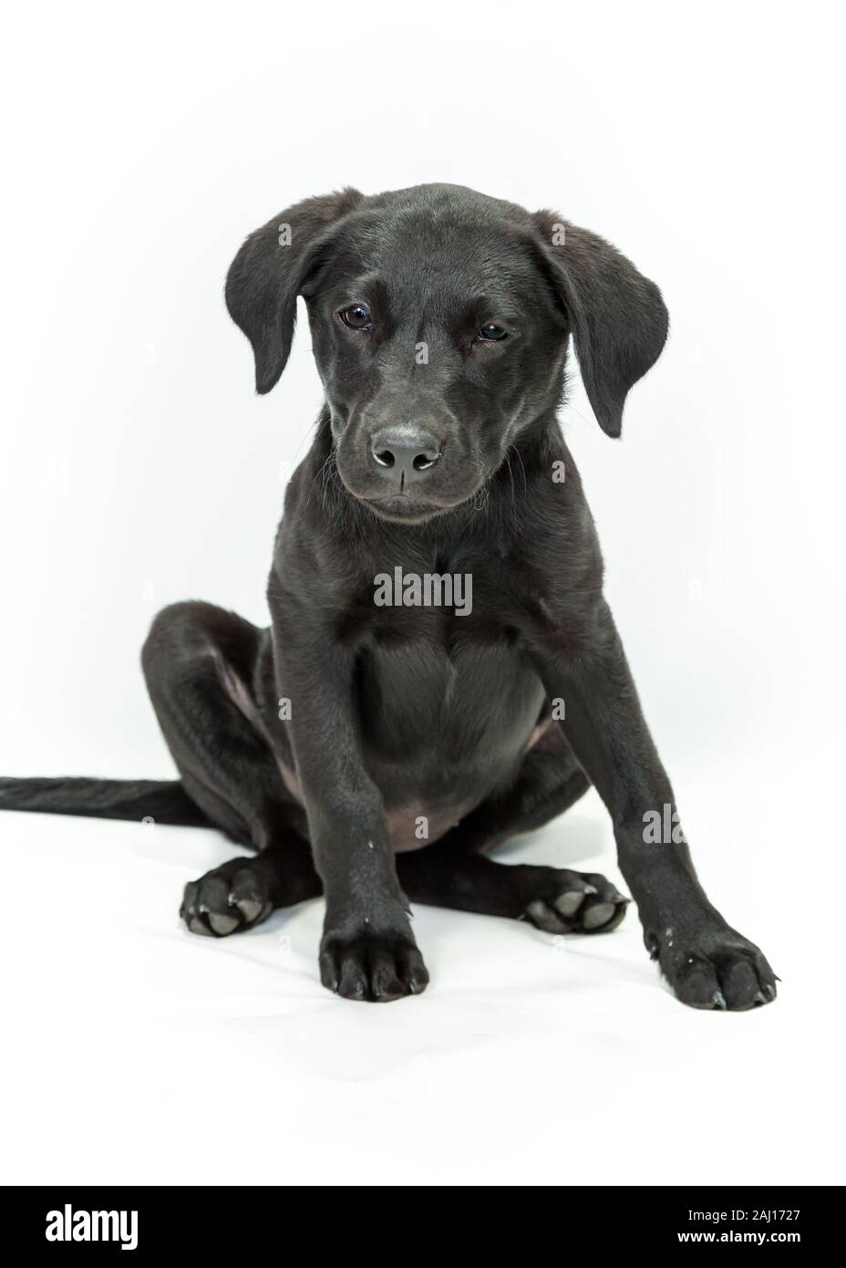 Labrador negro cachorro de perro sentado contra el fondo blanco. Foto de stock