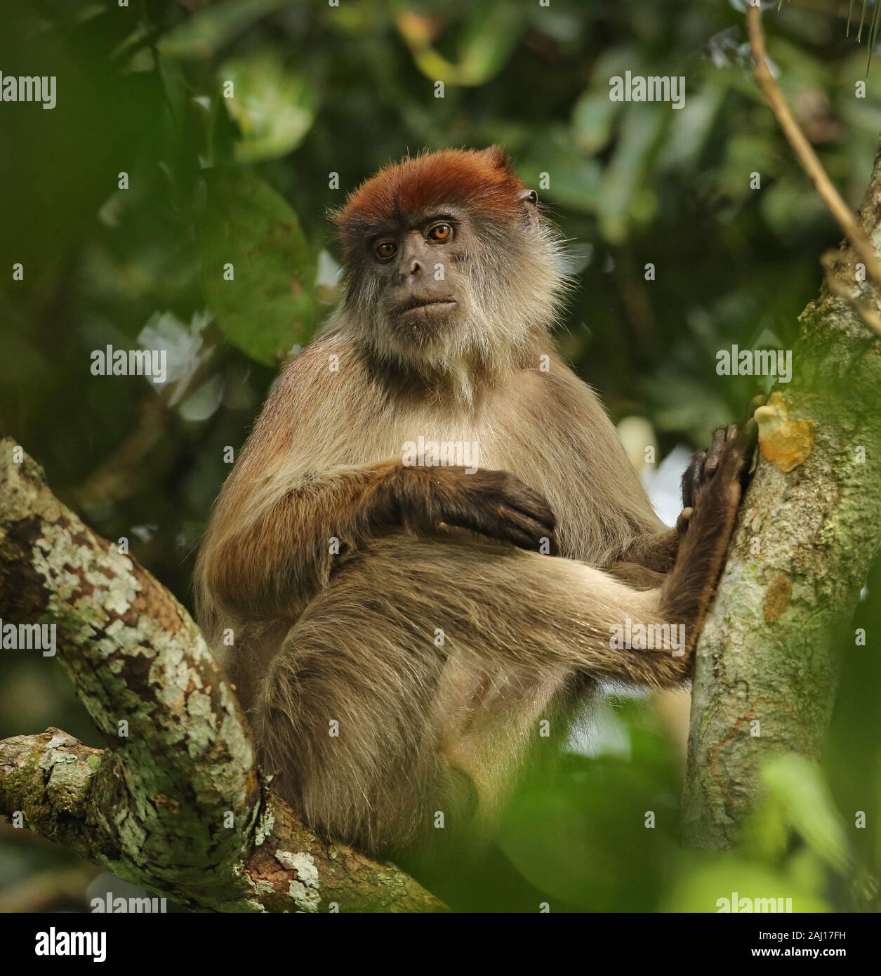 Mono colobo rojo de Uganda - Santuario de Bigodi humedales Foto de stock