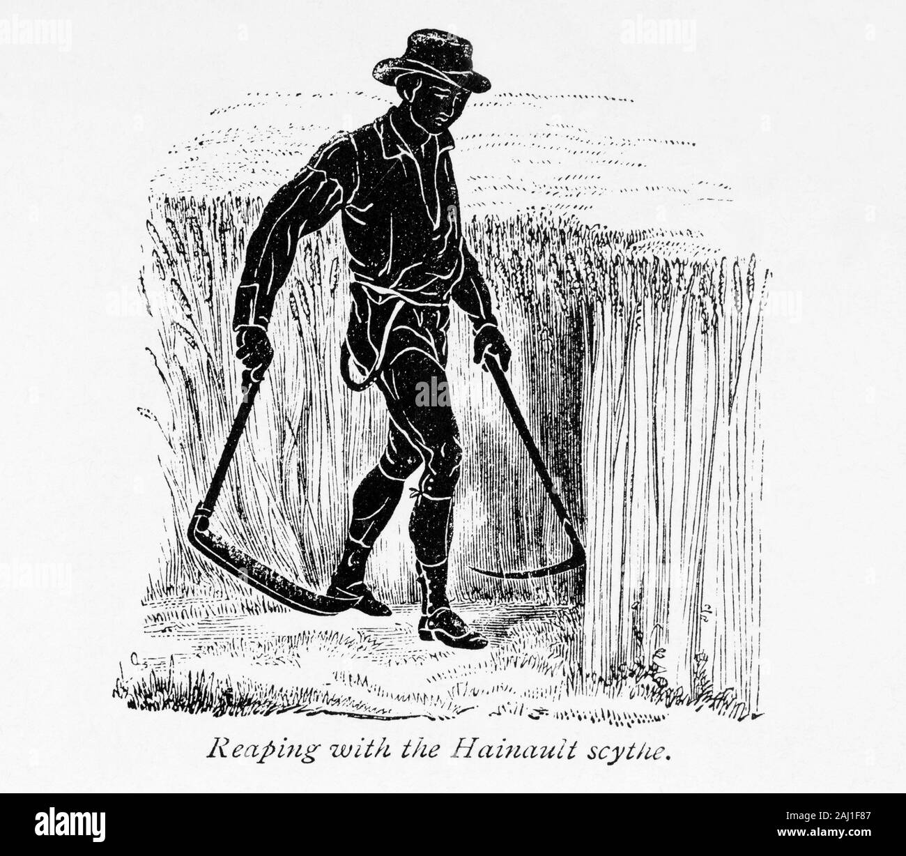 Cosechando con la guadaña Hainault. En el libro de la granja por granjero escocés y el agrónomo Henry Stephens, 1795 - 1874, publicado por primera vez en la década de 1840. Esta ilustración de una edición revisada en 1870. Foto de stock