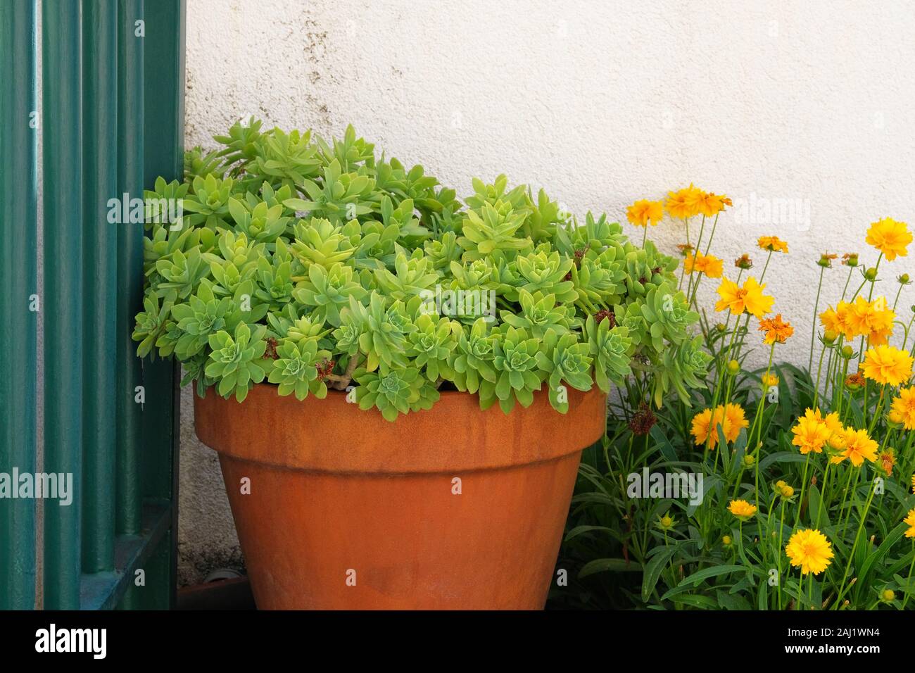 Plantas Suculentas en grandes macetas en el patio. Plantas Suculentas de  paisajismo. Aeonium lindleyi planta. Plantas para la casa. La casa verde  Fotografía de stock - Alamy