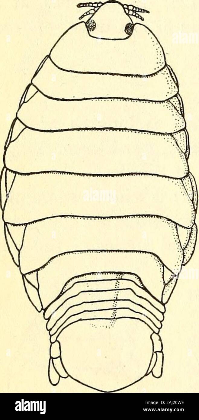 Isópodos marinos recogidos en las Filipinas por los EE.UU. Pesca Albatros vaporizador en 1907-08 . Él forma del segmento, el terminalabdominal uropoda ya, y el tamaño más pequeño. También es similar toL. sinuata Koelbel, c desde el Mediterráneo. Livoneca frontalis, sp. nov. Cuerpo de forma oval, torcido un poco hacia un lado, un poco más de dos veces más largo que ancho,9,5 mm.:20 mm. Superficie lisa. De color amarillo, con algunas manchas negras en el headand en los márgenes laterales del tórax. Cabeza de forma triangular, 2 mm. de longitud :2,5 mm. de ancho en la base, con la frontproduced en una extremidad obtuso. Los ojos Foto de stock