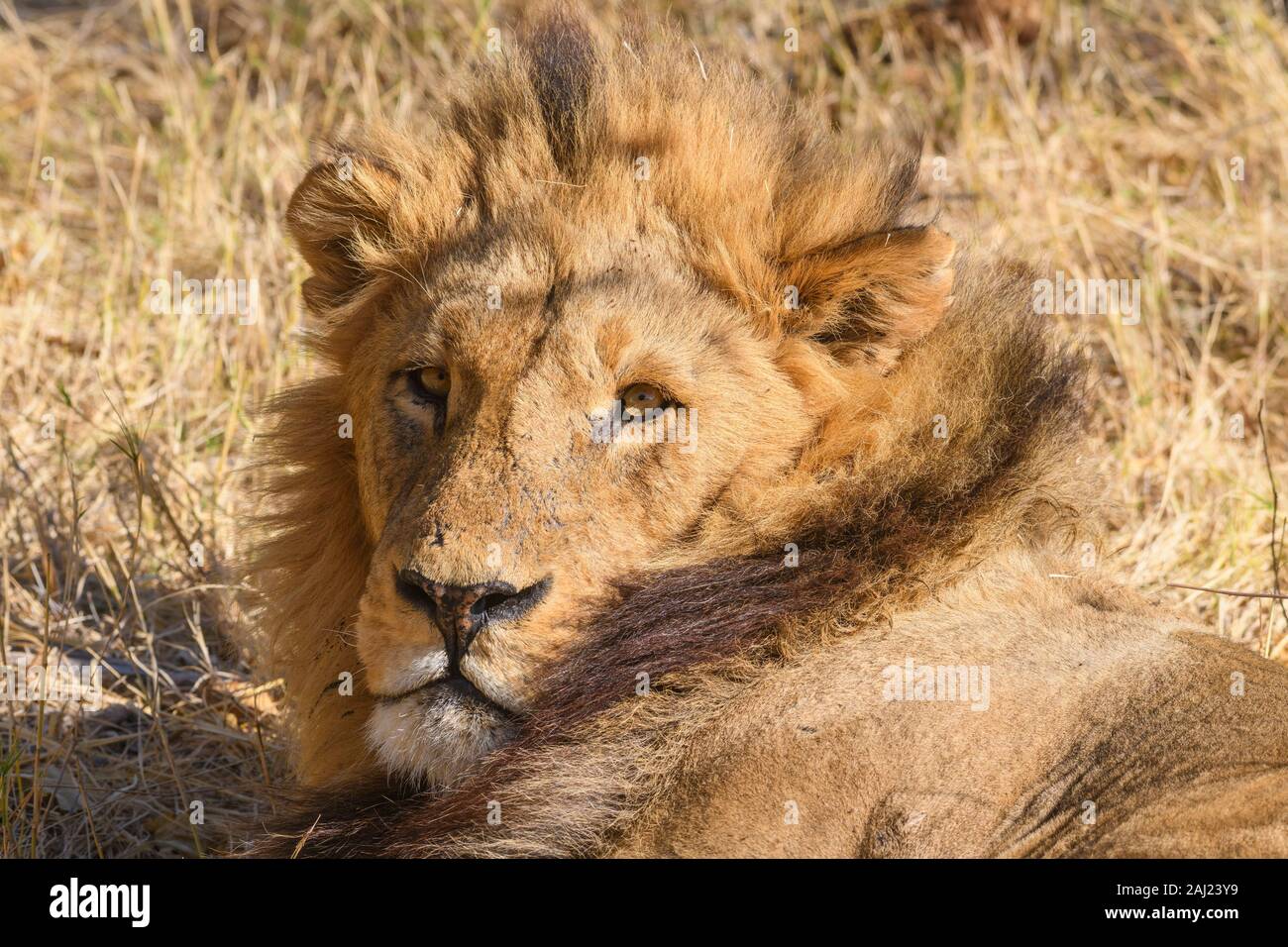 León macho (Panthera leo) descansando durante el calor del día, Khwai reserva privada, el delta del Okavango, Botswana, África Foto de stock