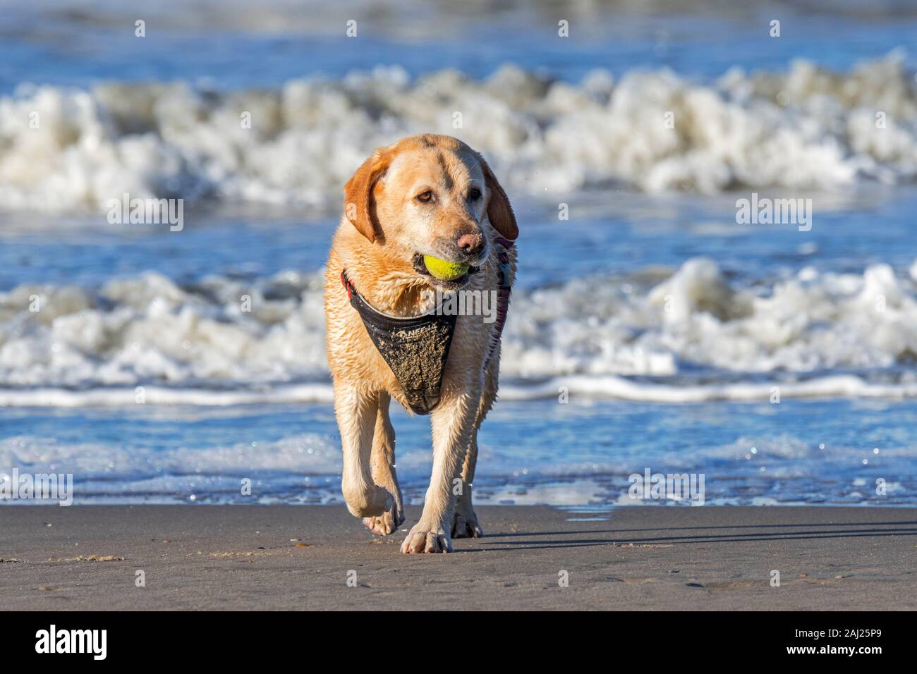 Unleashed rubia vistiendo perro labrador retriever arnés y jugar fetch con pelota de tenis en la playa Foto de stock