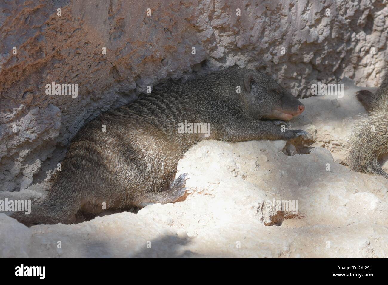 La mangosta egipcia (Herpestes mangosta egipcia), también conocida como mangosta egipcia, es una