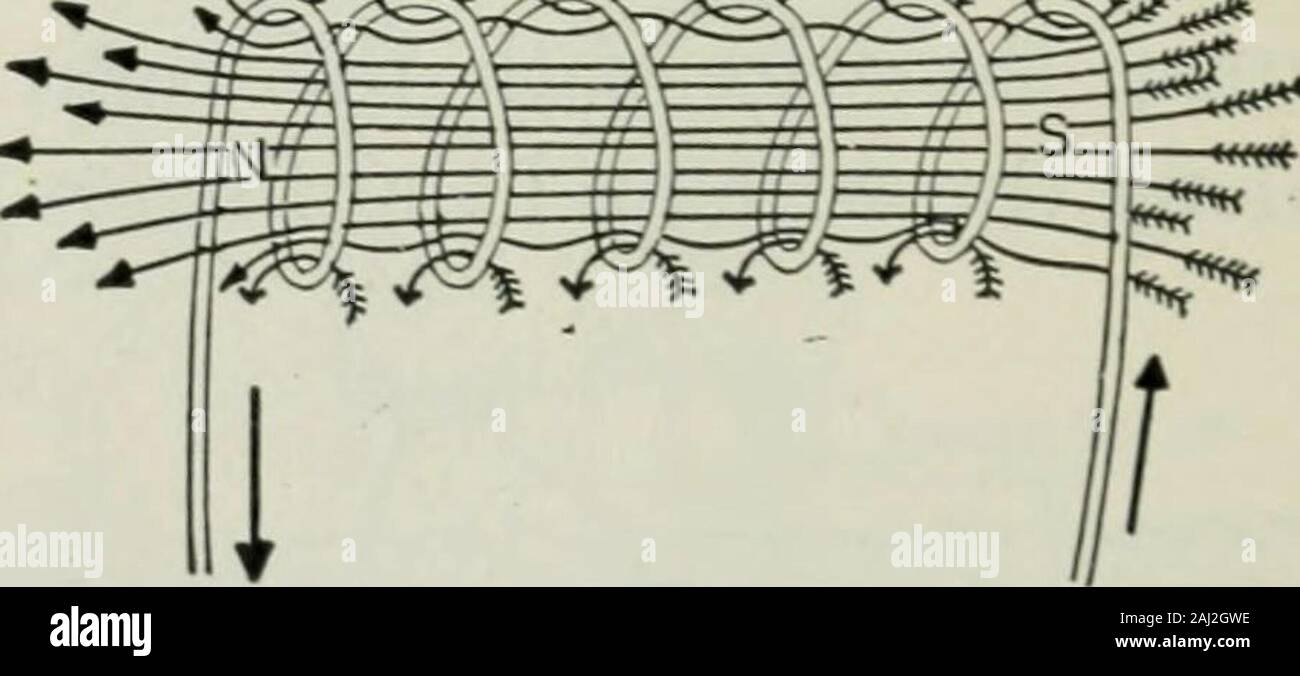 Un libro elemental sobre la electricidad y el magnetismo y sus aplicaciones  . Ted. A continuación, la aplicación de una de las reglas givesthe el  sentido de la corriente. Esto significa que