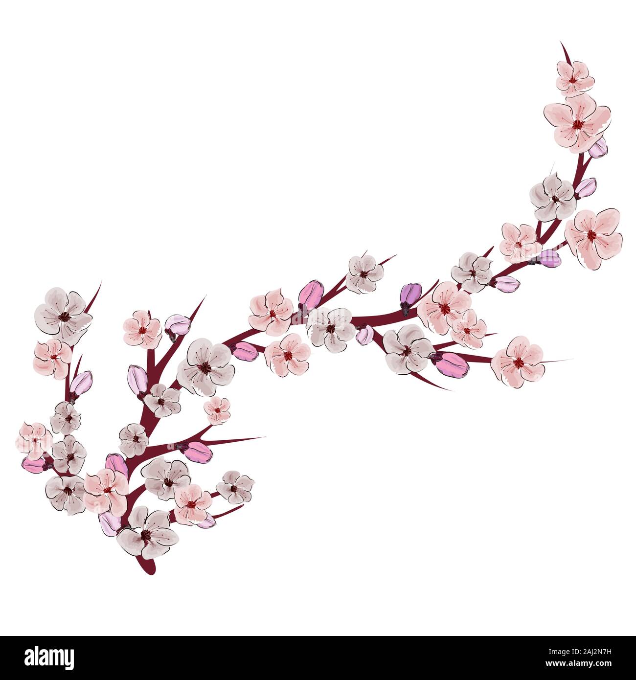 Rosa china ilustración sobre fondo blanco. Flor de Cerezo rama. Sakura flor  de vectores. Ilustración realista. Rama de cerezo Imagen Vector de stock -  Alamy