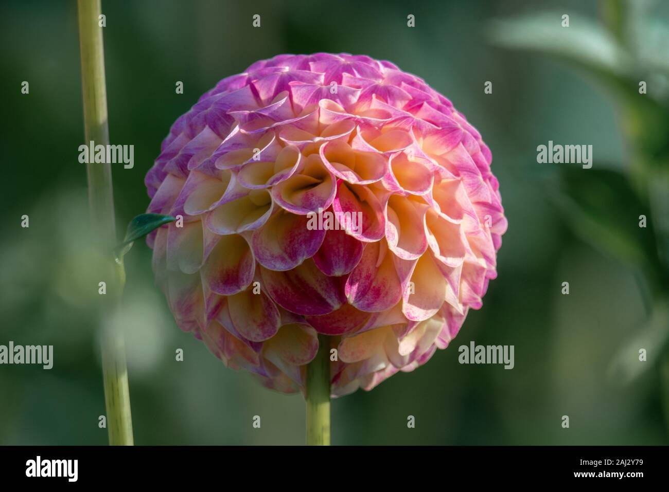 Cierre detallada de un rosa y amarillo "Hapet compo' pompon dahlia flor en la brillante luz del sol Foto de stock