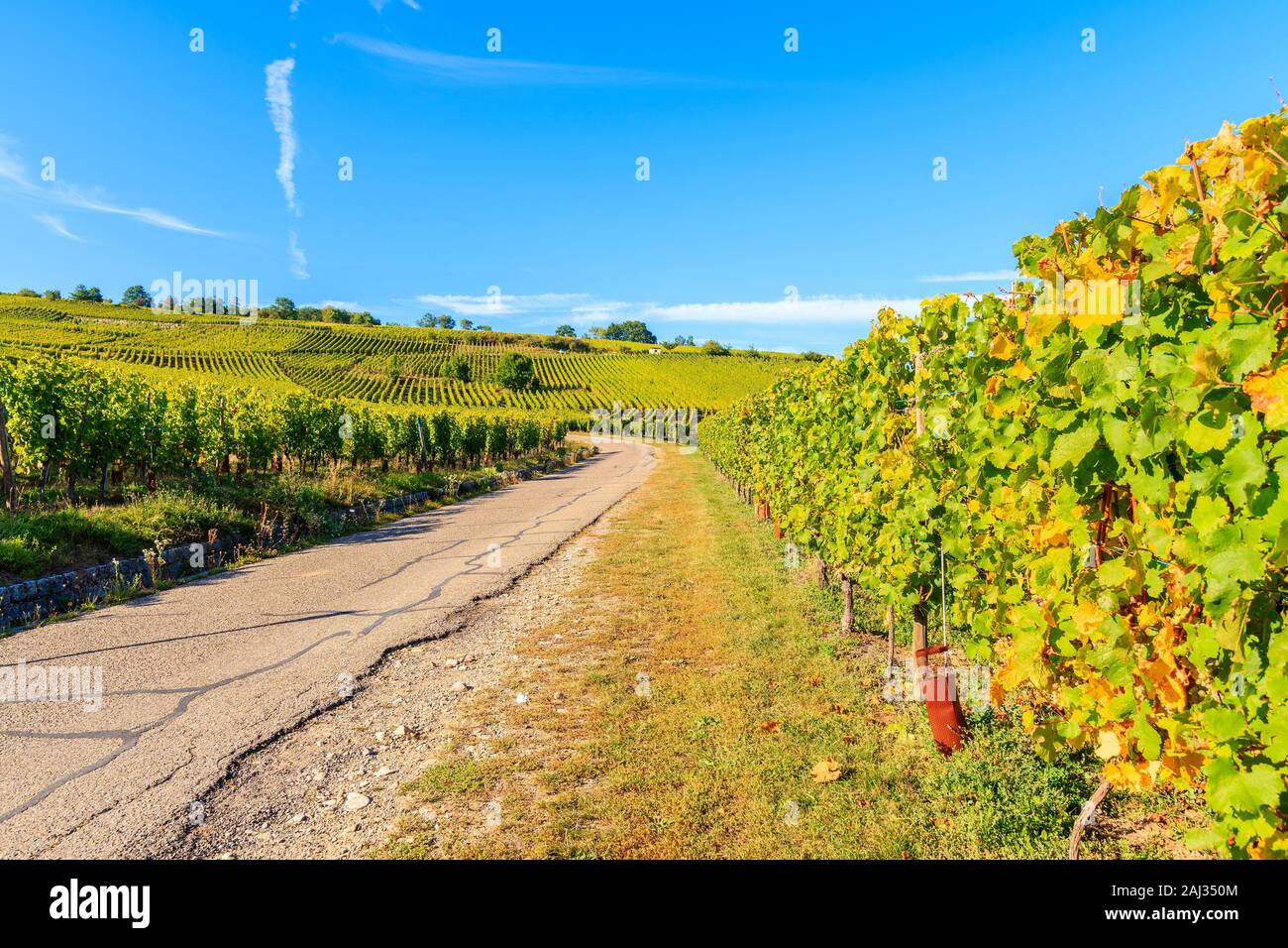 Vista de la carretera y viñedos en Riquewihr village, Ruta del Vino de Alsacia, Francia Foto de stock