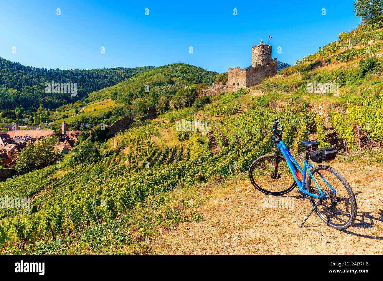 Bicicleta entre viñedos y vista de Kaysersberg castillo, la Ruta del Vino de Alsacia, Francia Foto de stock