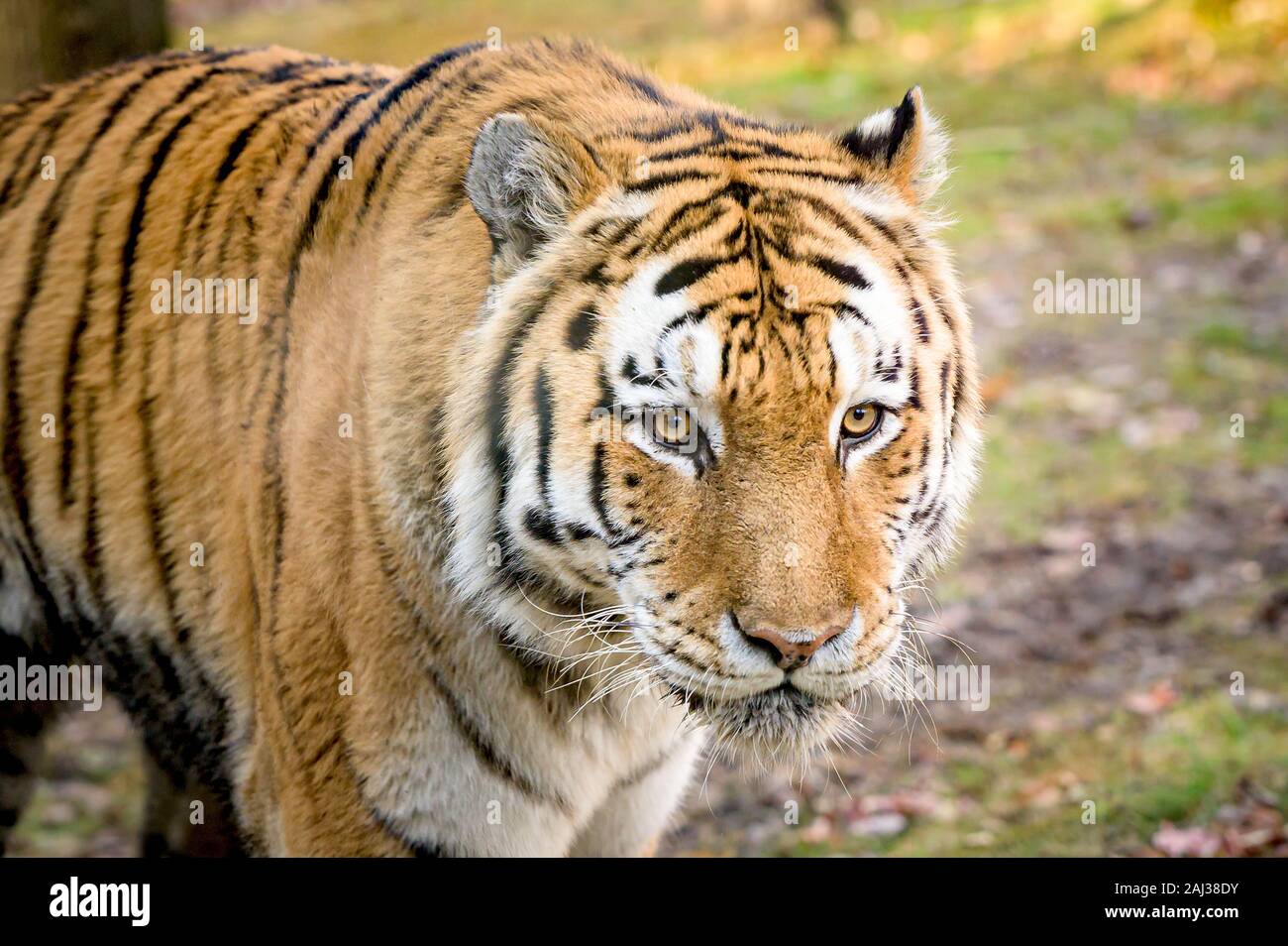 Un MAJESTUOSO tigre de Bengala en su hábitat natural Foto de stock