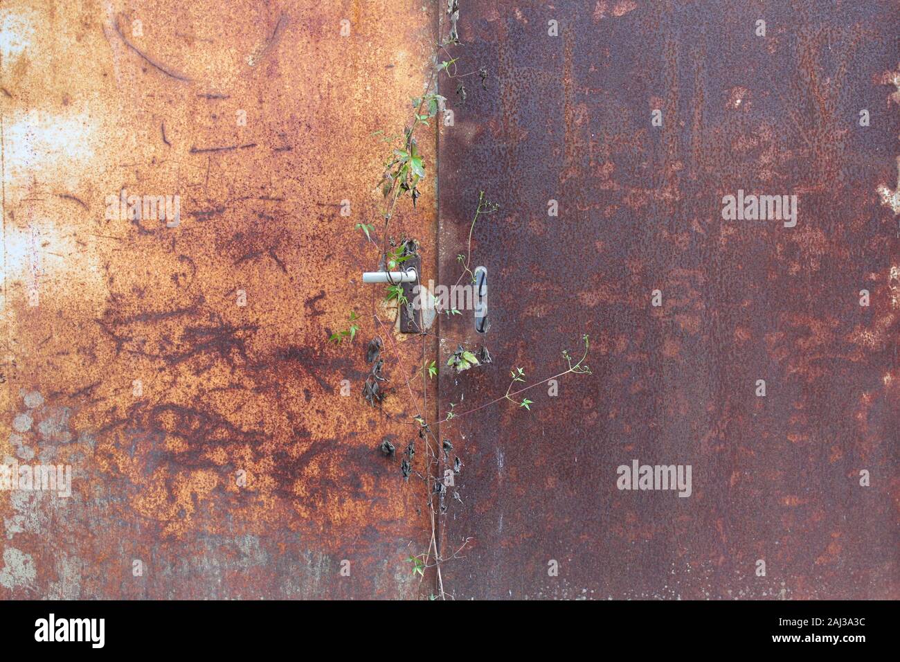 Puerta oxidada con plantas creciendo por encima de la palanca Foto de stock