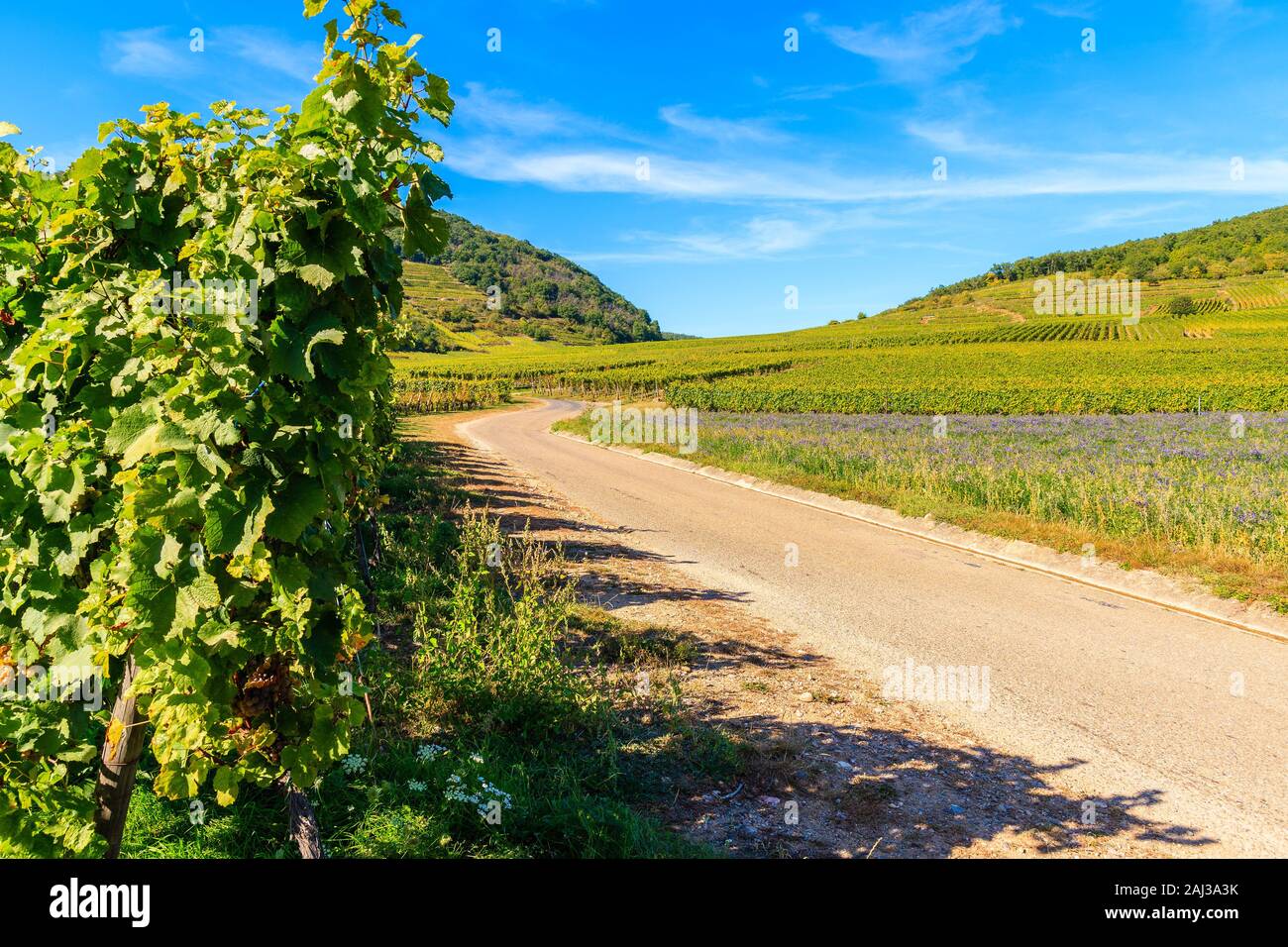 Camino rural entre viñedos en las colinas cercanas a Riquewihr aldea el hermoso día soleado, la Ruta del Vino de Alsacia, Francia Foto de stock