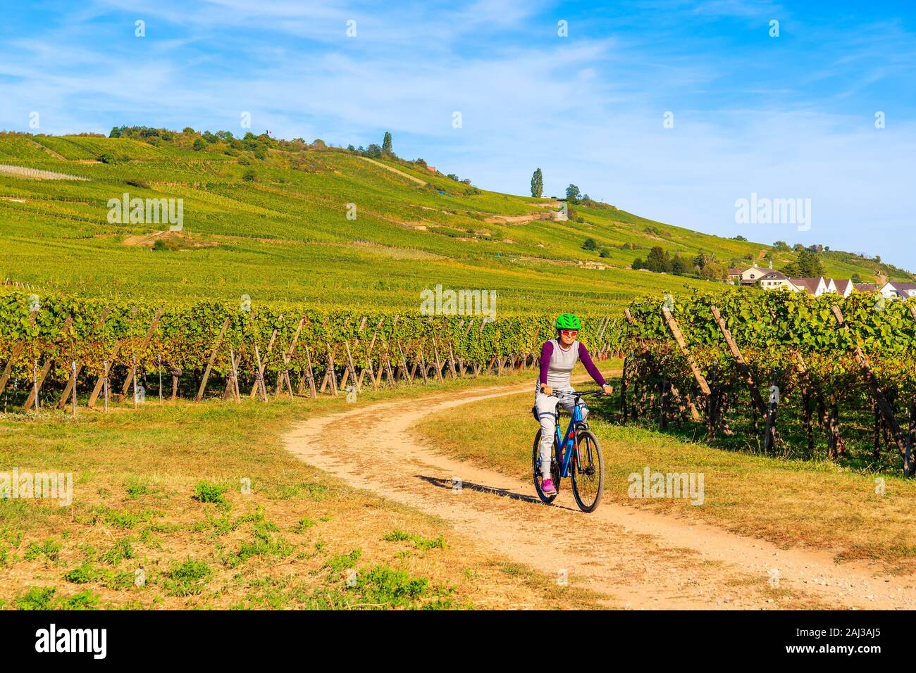 Mujer joven ciclismo en carretera a lo largo de los viñedos de Riquewihr de Kaysersberg village, Ruta del Vino de Alsacia, Francia Foto de stock
