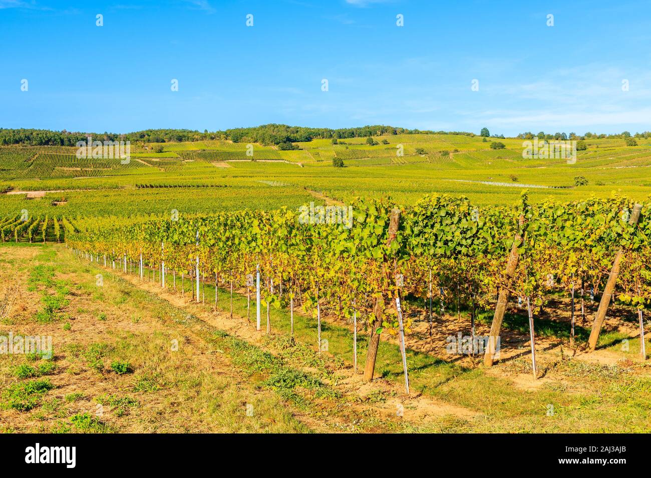 Vista de los viñedos en las colinas cercanas a Riquewihr aldea el hermoso día soleado, la Ruta del Vino de Alsacia, Francia Foto de stock