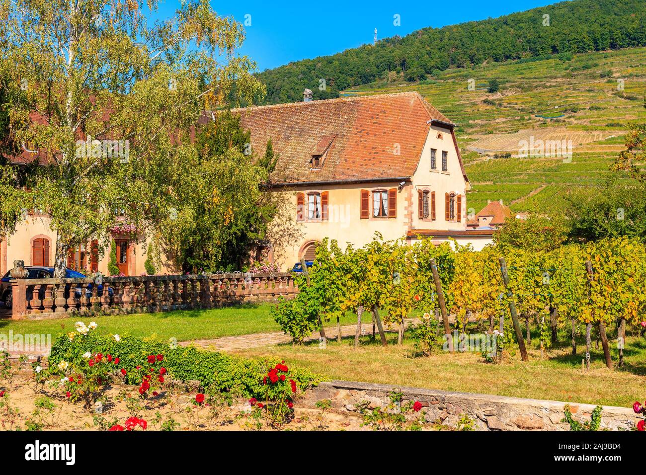 Típica casa de campo entre verdes viñedos cerca de la aldea de Kientzheim en la ruta del vino de Alsacia, Francia Foto de stock