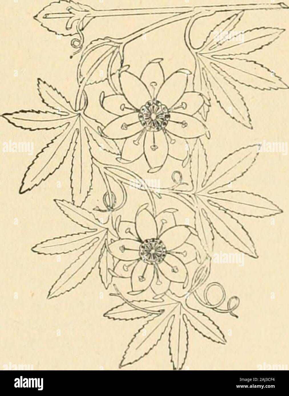 Revue de l'art chrétien . rchéologique deGand. Catalogdescriptif et illustré des monumentos, oeuvres et documents ANTÉRIEURS DART UN 1830 Publié parla Société dhistoire et darchéologie de Gand. Fasci-cule VIL - en 8°. Gand, imprimerie N. Heins. Chaqueño fasc, prix : fr. 3,50. Kums (Ed.). - Catalogue des tableaux de MAÎTRES ANCIENS ET MODERNES DES ÉCOLES FLA-MANDE, Française, HOLLANDAISE, etc., ET DESTAPISSERIES COMPOSANT LE MUSÉE FORMÉ UN ANVERS. - En-4 172 pp. Anvers, imprimerie J.-E. Buschmann,53 foto, hors texte. Plettinck (L). - Furnes illustré. - En-8,128 pp., retratos, el GRAV., plan de la Foto de stock