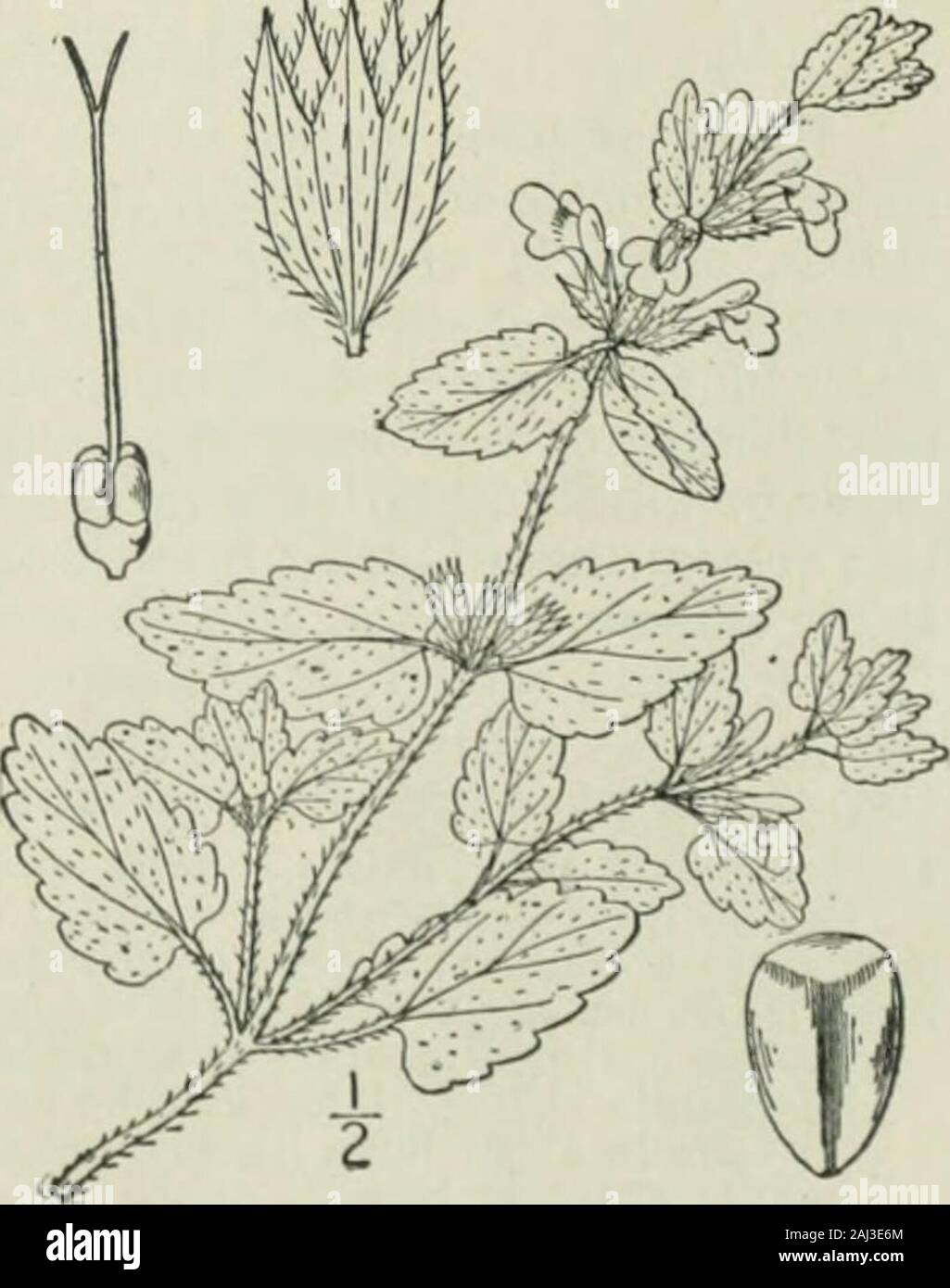 Un ilustrado de la flora del norte de Estados Unidos, Canadá y las posesiones británicas : desde Terranova hasta el paralelo de la frontera sur de Virginia y desde el océano Atlántico hacia el oeste hasta el meridiano 102° . Foto de stock
