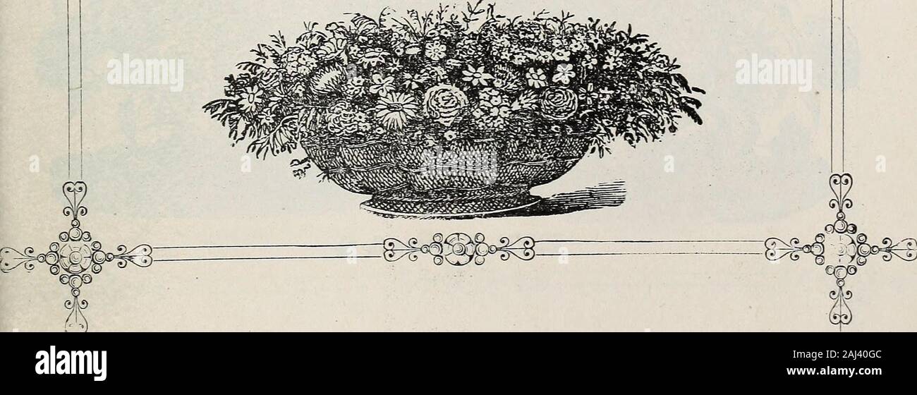 D M Ferry & Co de semillas 1875 anual . ion y varios años de cultivo, la Unión Júlio7istas haveobtained las siguientes variedades diferentes de esta preciada planta. Las semillas pueden ser enteramente weoffer invocados para reproducir los distintos colores, casi sin sporting. Zinnia, Dobles, carmesí, escarlata. púrpura, carmesí, escarlata profundo lila.. violeta. alba plenissima, blanco puro. orang-e. Haageana. Una nueva variedad doble perfectamente, de color naranja intenso, con el margen finamente brillante dorado yellov&GT;, andbeautifully imbricadas, representando un deprimido globularcone. Las flores son de larga duración, y Foto de stock