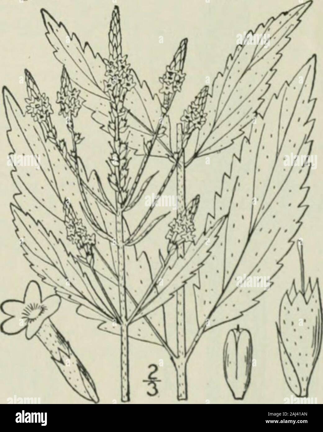 Un ilustrado de la flora del norte de Estados Unidos, Canadá y las posesiones británicas : desde Terranova hasta el paralelo de la frontera sur de Virginia y desde el océano Atlántico hacia el oeste hasta el meridiano 102° . Foto de stock