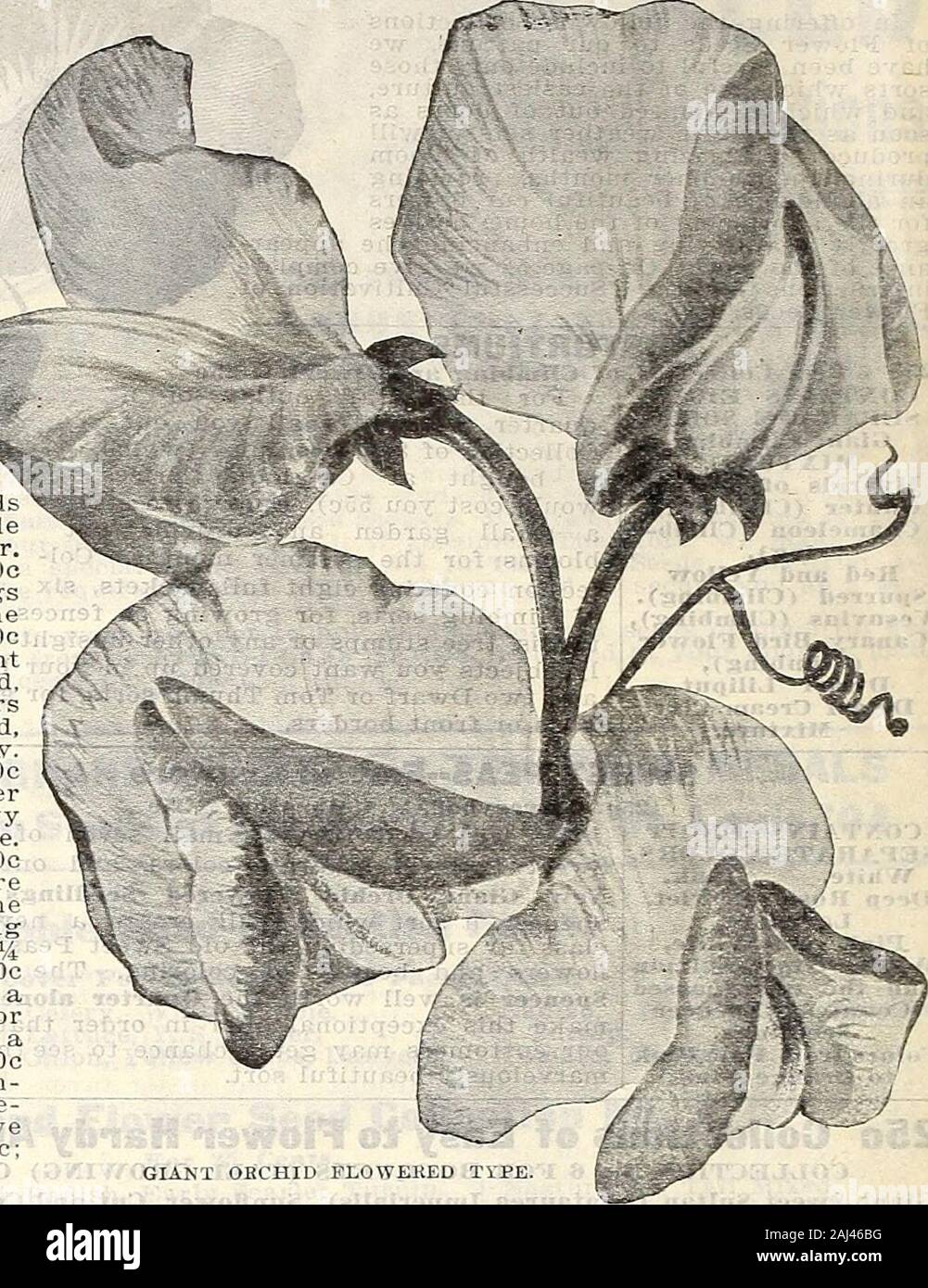 Gloxinia flowers fotografías e imágenes de alta resolución - Página 6 -  Alamy