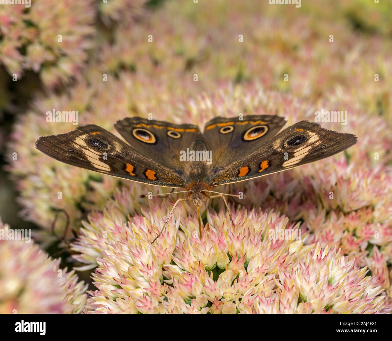 Acercamiento de Buckeye común mariposa alimentándose de néctar de sedum stonecrops planta en patio jardín de flores Foto de stock