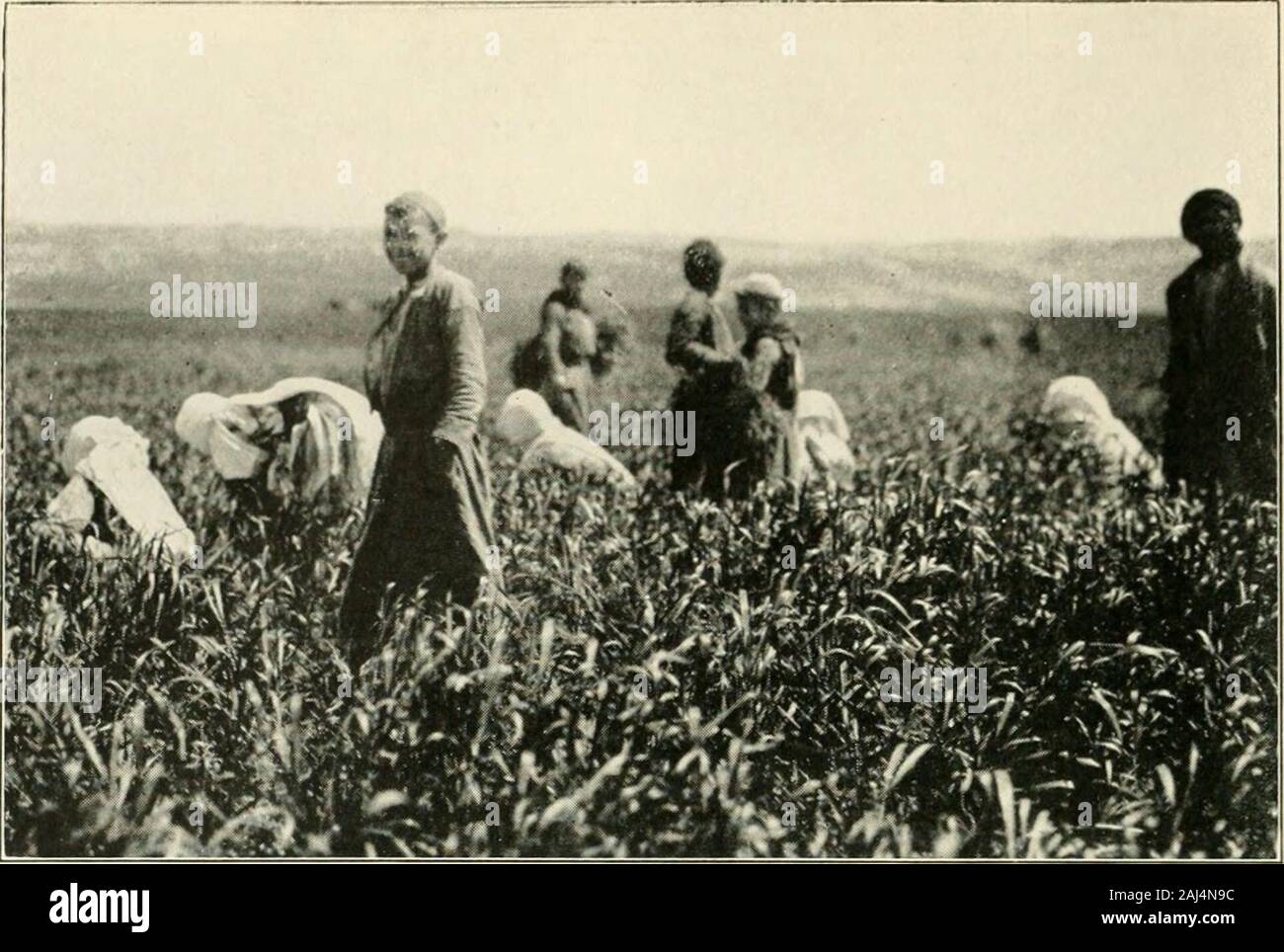 La Tierra Santa y Siria . Los Samaritanos vestido de blanco para la fiesta de la Pascua en