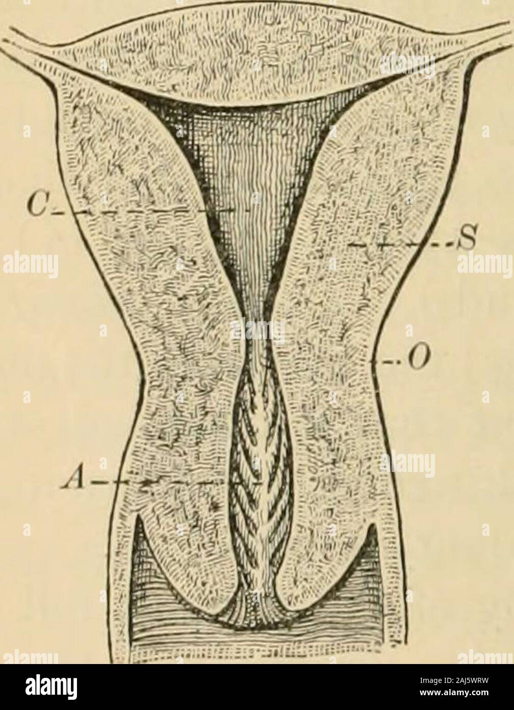 Un Manual De Obstetricia E Pie Es De 8 Cm 3 1496 In Esto Es Considerado Por Manyas Una Importante Prueba De Madurez Fetal La Longitud De Thefetus Es De 50 Cm