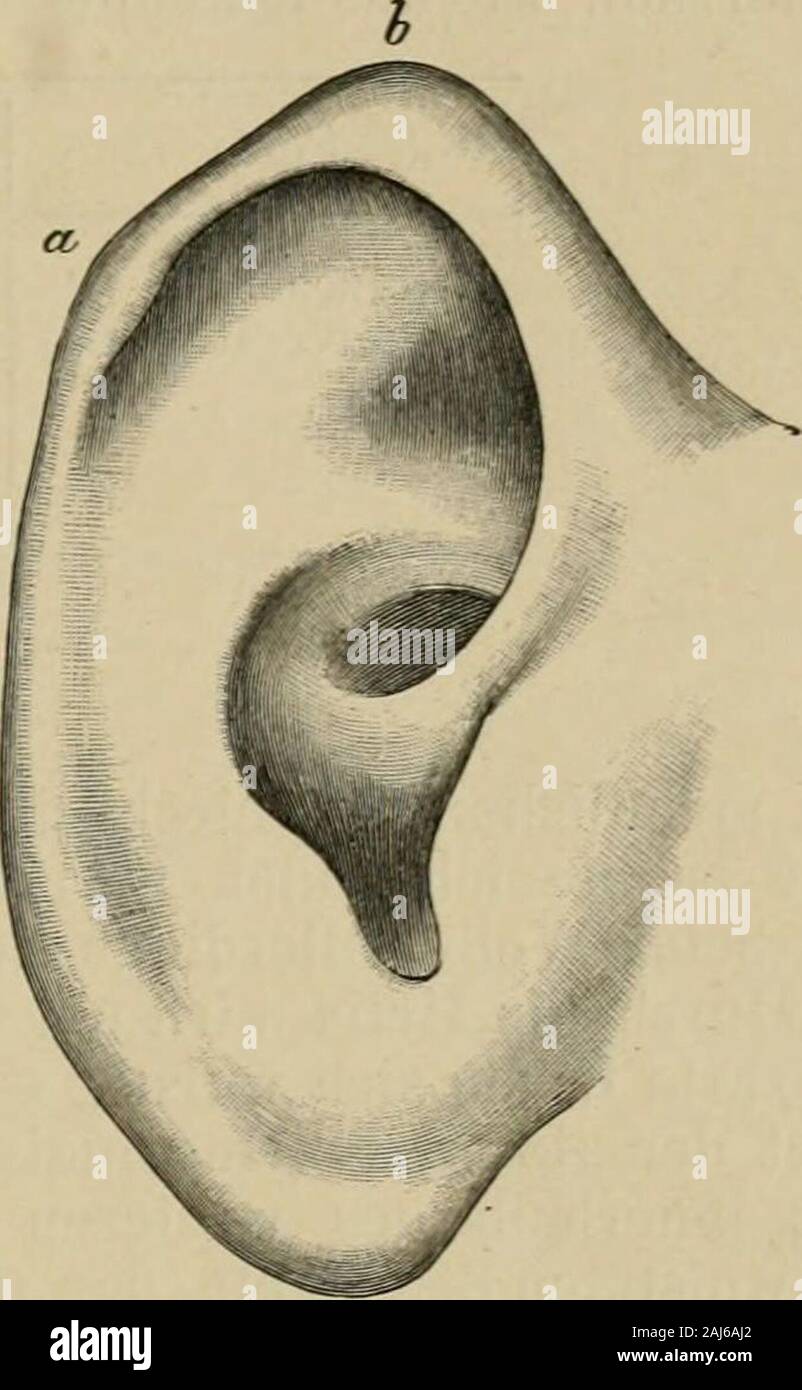Handbuch der Anatomie des Menschen . Fie. 5. Fig. 6. Fig. 5. Oar von