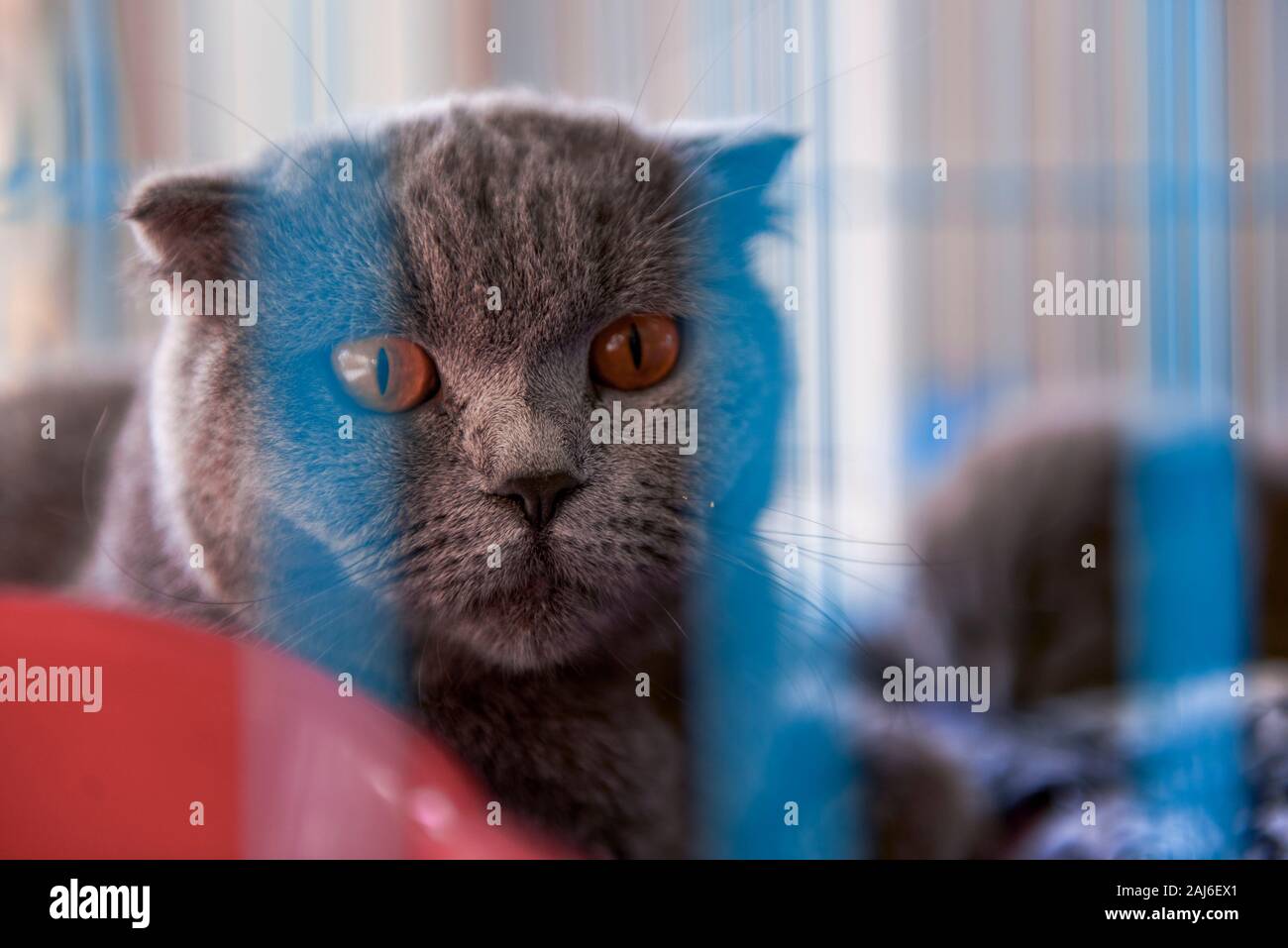 Un gato inglés de pelo corto con orejas azules grises dobladas en una jaula  Fotografía de stock - Alamy