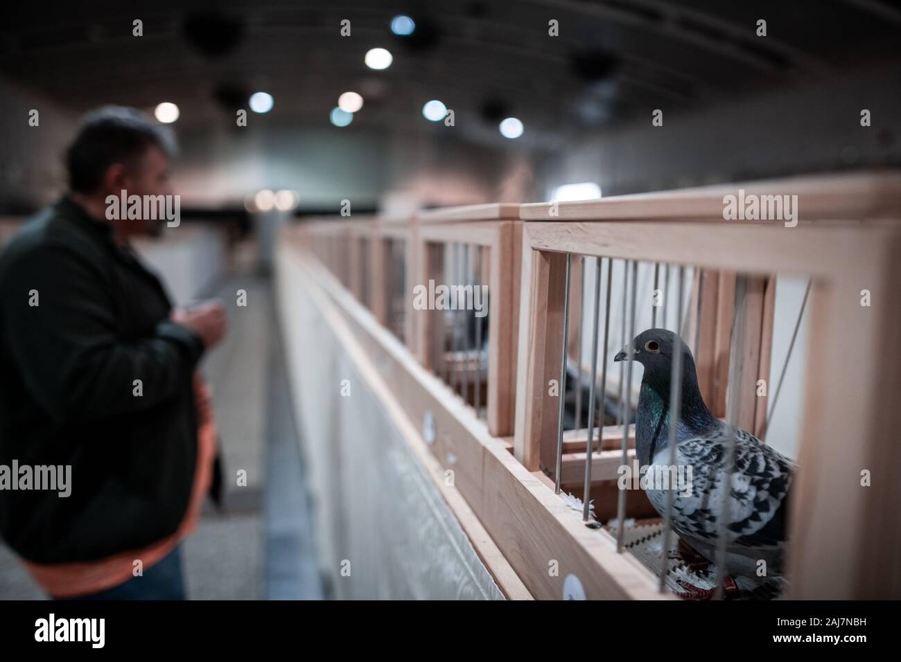 Exhibition pigeon fotografías e imágenes de alta resolución - Alamy