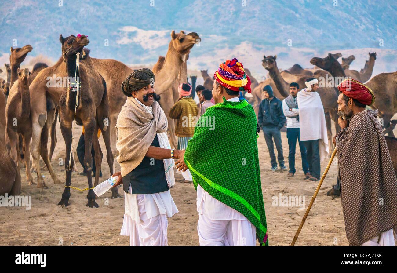 Pushkar, India - Nov 20, 2015. Después de la venta de un rebaño de camellos en la Feria de camellos de Pushkar en Rajasthan, India, el comprador y el vendedor se estrechan las manos. Foto de stock