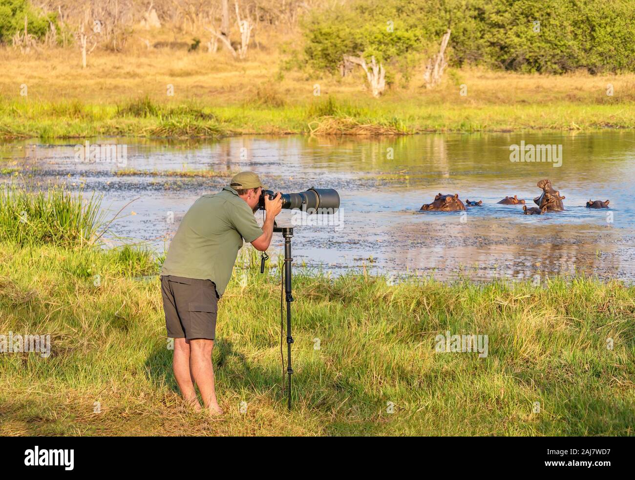 Norte de Botswana - Septiembre 25, 2014. Un hombre Wildlife Photographer toma fotos junto a un grupo de hipopótamos en un orificio de agua. Foto de stock
