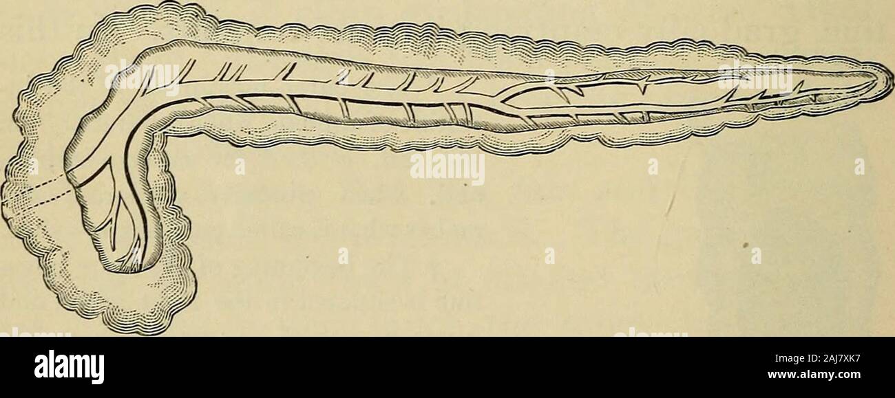 Los contornos de anatomía, fisiología, higiene y siendo una edición de los conceptos básicos de la anatomía, la fisiología y la higiene, la rev para ajustarse a la legislación que los efectos del alcohol y otras drogas en el sistema humano un estudio obligatorio en las escuelas públicas . Fig. 27.-cruce de las pequeñas y grandes los intestinos y theappendix vermiformis. Thelarge intestino / aquí llamado theLLeciiin) está cortada de manera toshow las aberturas internas. 98 órganos de la reparación. el lento paso de los alimentos desde el estómago al intestino delgado a través delas grandes, es mingledwith varios líquidos que completan el Foto de stock