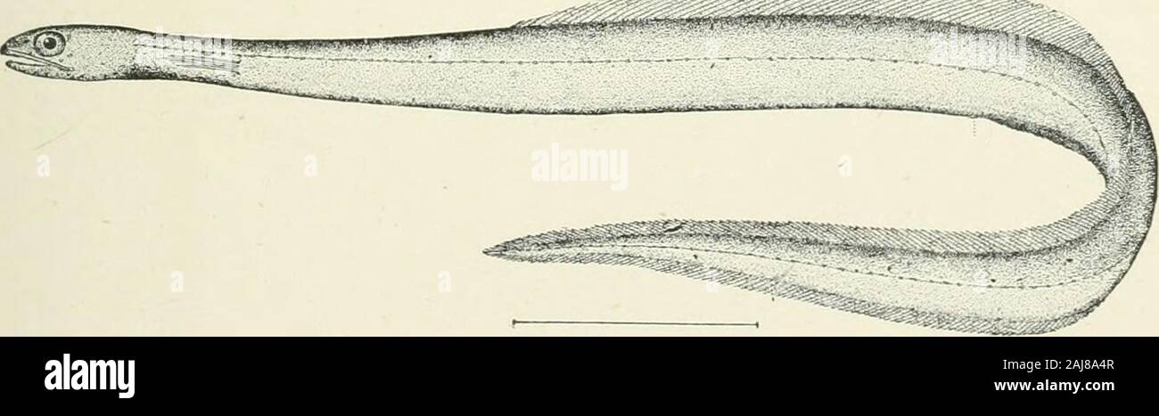 G S Gill Fotos E Imagenes De Stock Alamy